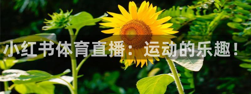 极速体育在线直播足球：小红书体育直播：运动的乐趣！
